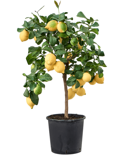 Lamai in ghiveci Citrus lemon 75 cm 