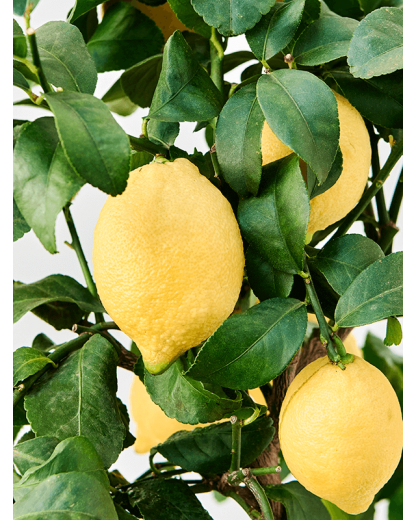 Lamai in ghiveci Citrus lemon 75 cm 
