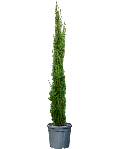 Cupressus sempervirens Totem 160 cm