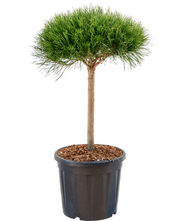 Pinus densiflora Alice Verkade 100 cm 