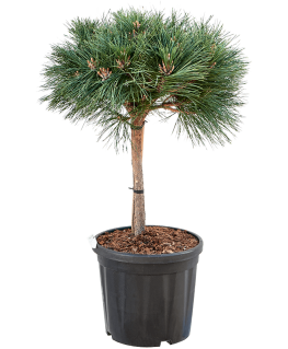 Pinus nigra Brepo 90 cm 
