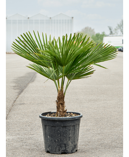 Palmier Trachycarpus fortunei 105 cm 