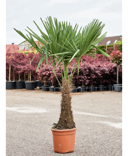 Palmier Trachycarpus fortunei 160 cm 