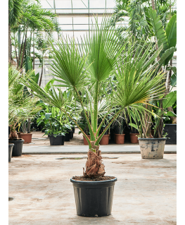 Palmier Washingtonia filifera 200 cm 