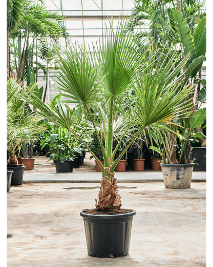 Palmier Washingtonia filifera 200 cm