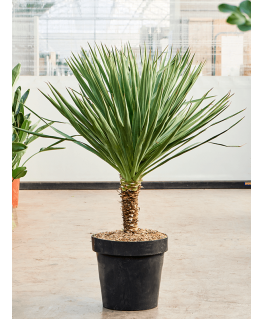 Yucca gloriosa 170 cm 
