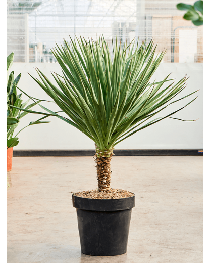 Yucca gloriosa 170 cm