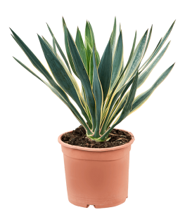 Yucca gloriosa Variegata 55 cm 