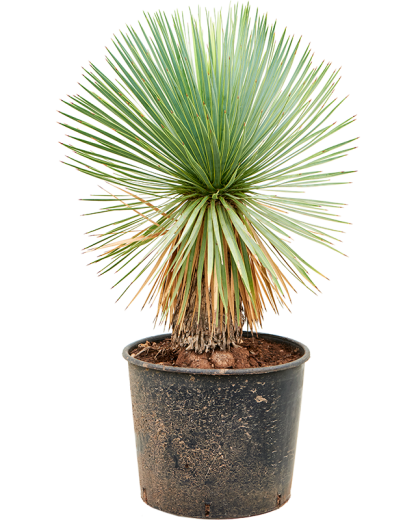 Yucca rostrata 90 cm
