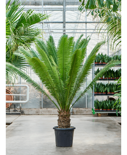 Palmier Dioon spinulosum 160 cm 