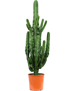 Euphorbia erytrea 150 cm
