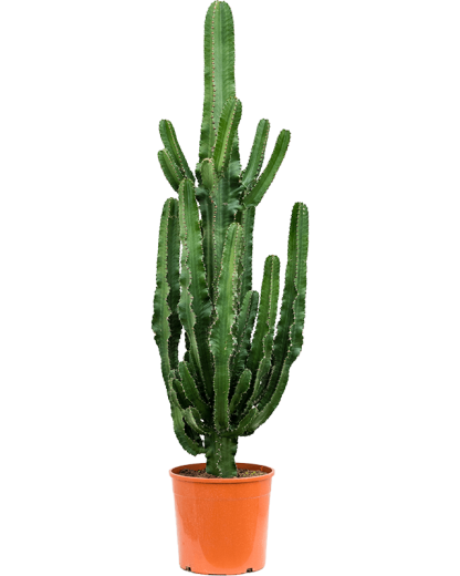 Euphorbia erytrea 150 cm