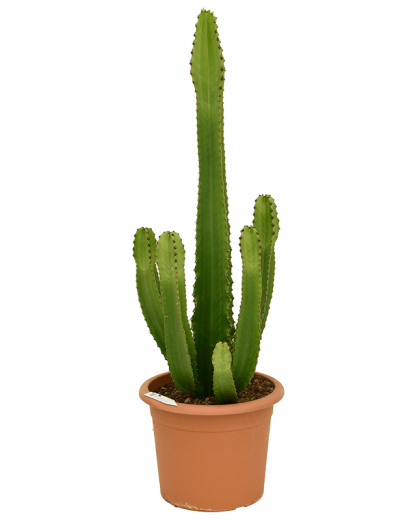 Euphorbia ingens 110 cm