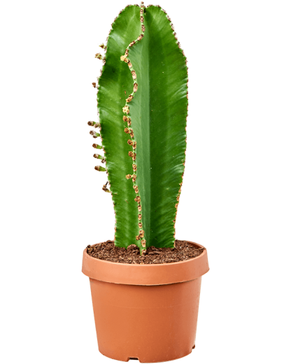Euphorbia ingens Curly 70 cm
