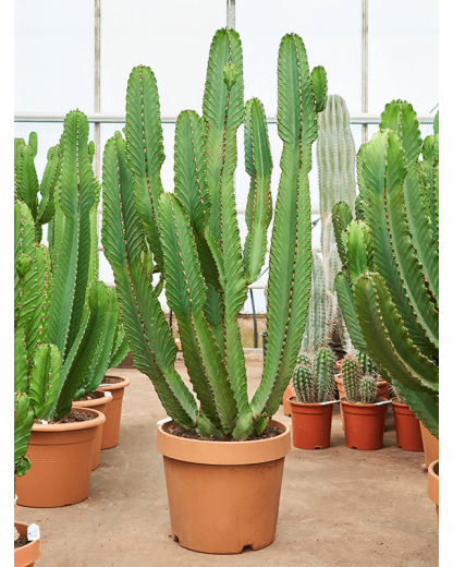 Euphorbia ingens 150 cm