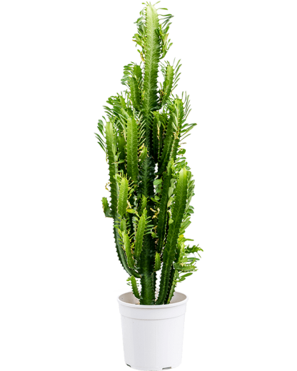 Euphorbia trigona 90 cm