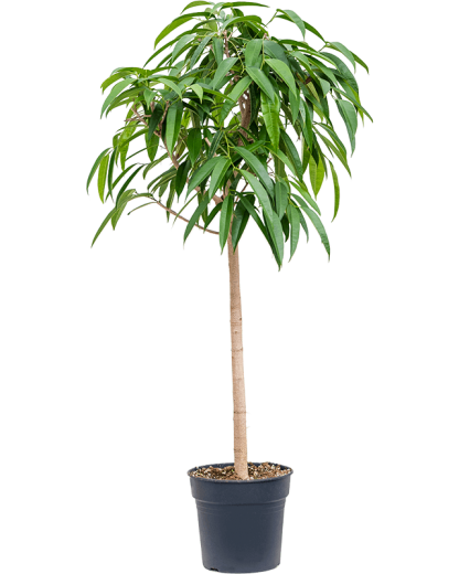 Ficus binnendijkii Amstel King 170 cm