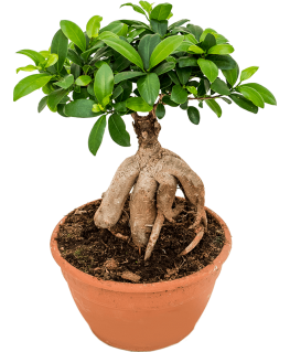 Ficus Bonsai microcarpa Ginseng 45 cm 