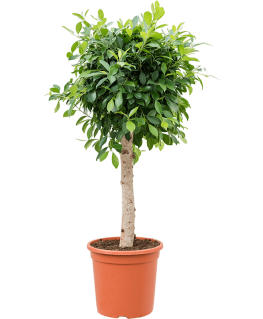 Ficus microcarpa Nitida 125 cm 