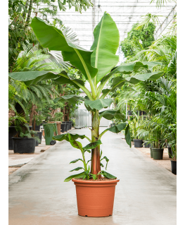 Bananier Musa tropicana 240 cm 