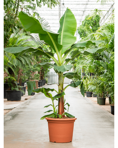 Bananier Musa tropicana 240 cm