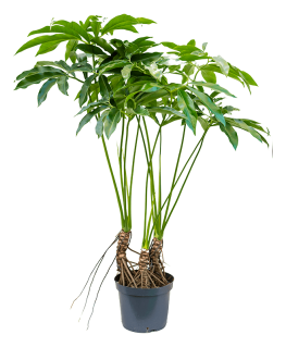 Philodendron Fun bun 120 cm 