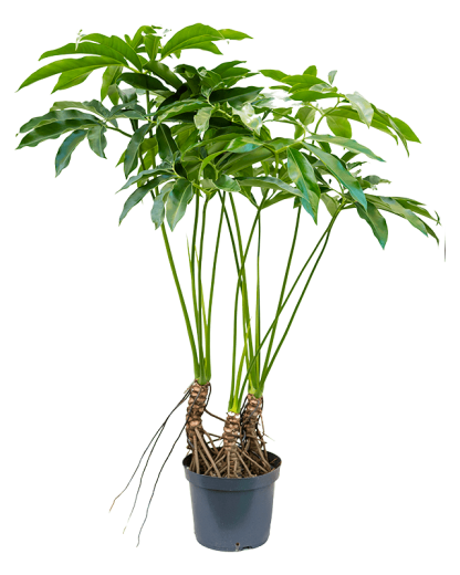 Philodendron Fun bun 120 cm
