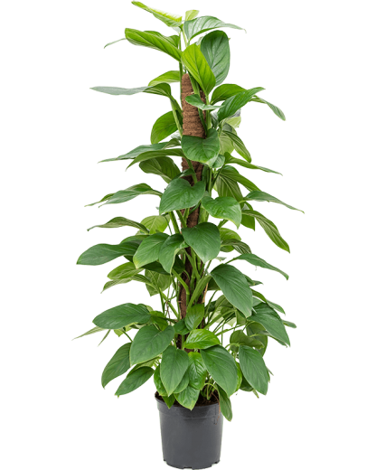 Philodendron Guttifero 120 cm