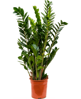 Zamioculcas zamiifolia 100 cm 