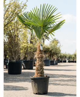 Palmier Trachycarpus fortunei 210 cm 
