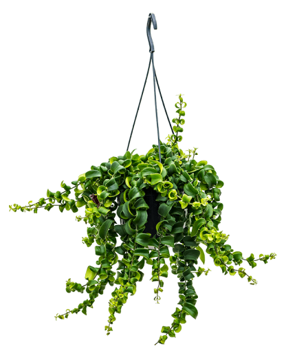 Aeschynanthus Rasta 40 cm