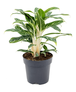 Aglaonema Ivy Green 45 cm