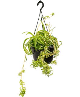 Chlorophytum Comosum Bonnie 50 cm 