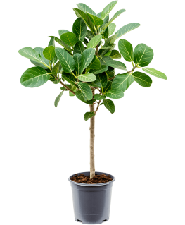 Ficus Benghalensis Audrey 90 cm 