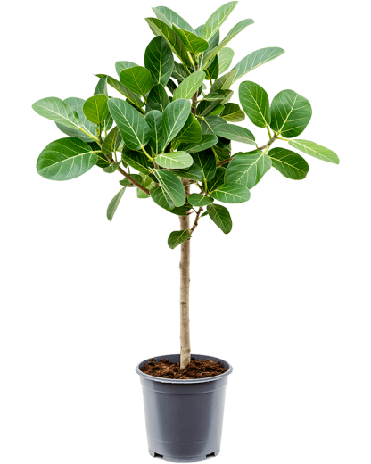 Ficus Benghalensis Audrey 90 cm