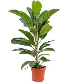 Ficus Benghalensis Roy 100 cm 