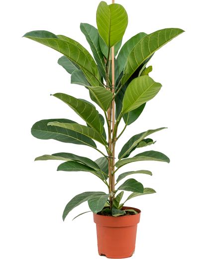 Ficus Benghalensis Roy 100 cm