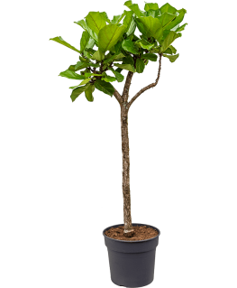 Ficus Lyrata 190 cm 