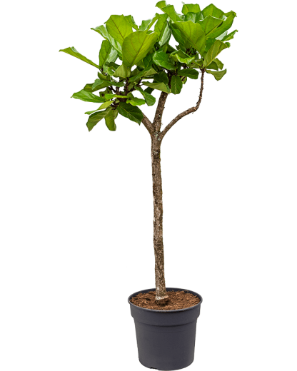 Ficus Lyrata 190 cm
