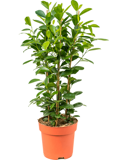 Ficus Microcarpa Moclame 90 cm