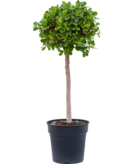 Ficus Retusa Panda 100 cm 