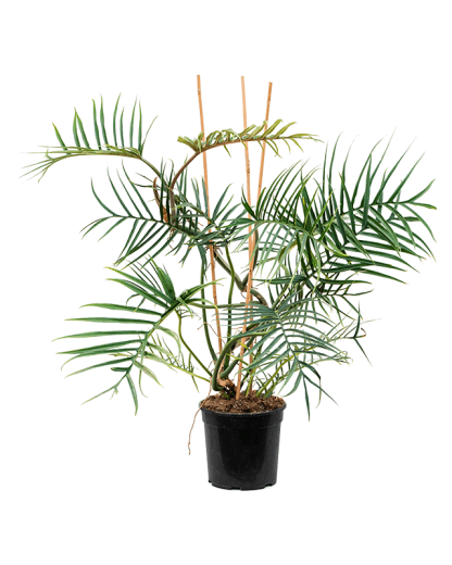 Philodendron Polypodioides Tortum 110 cm