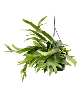 Feriga Staghorn Fern Platycerium Bifurcatum 50 cm 