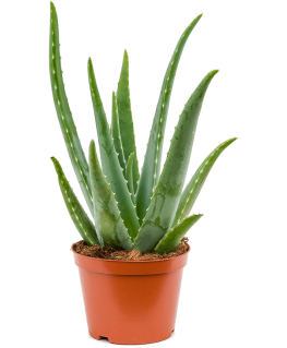 Aloe Vera Barbadensis 55 cm 