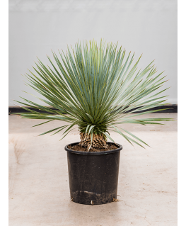 Yucca Rostrata 85 cm 