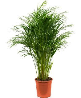 Palmier Dypsis Areca lutescens 120 cm 