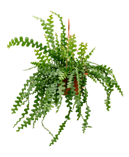Fishbone cactus Epiphyllum anguliger 50 cm 