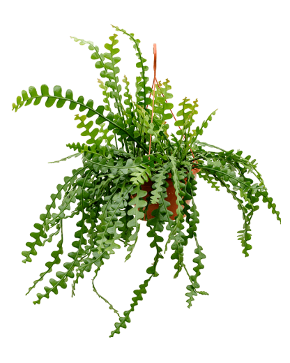 Fishbone cactus Epiphyllum anguliger 50 cm