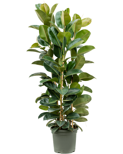Ficus elastica Robusta 150 cm