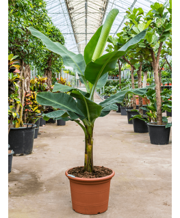 Bananier Musa tropicana 170 cm